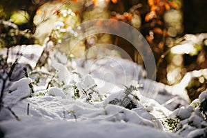 Snowy spruce tree with icicles