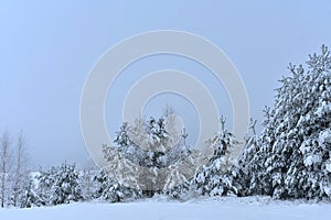 Snowy  spruce trees in misty foggy day.