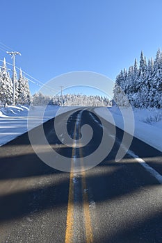 Snowy spruce trees under a blue sky