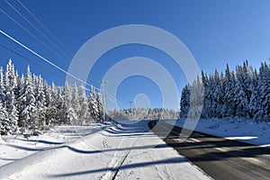 Snowy spruce trees under a blue sky