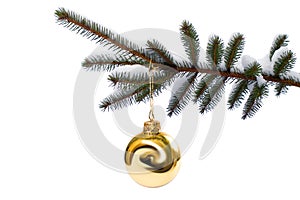 Snowy spruce twig in winter.