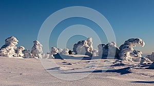 Snowy statues from trees covered with snow in the mountains