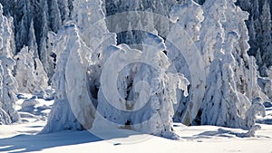 Snowy statues from trees covered with snow in the mountains