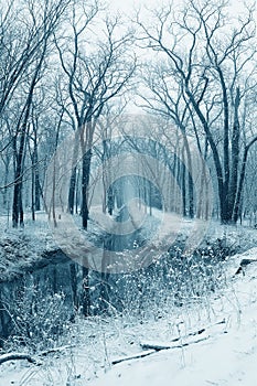 Snowy Stream in the Woods