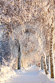 Snowy, Sunny Birch Path II