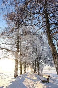 Snowy, Sunny Birch Path V