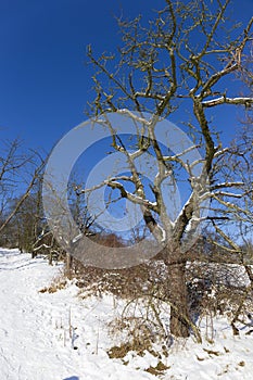 Snowy sunny Ticha Sarka in the Winter, Nature Reserve in Prague