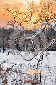 Snowy Sycamore Sunset