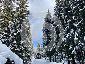 Snowy tale of Durmitor park