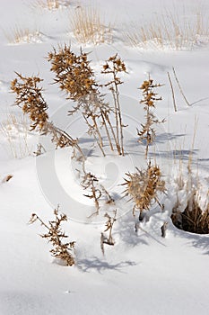 Snowy thistles at Mount Ararat slopes, Turkey