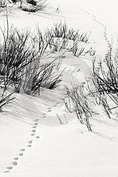 Snowy track in Grand Teton National Park