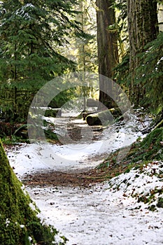 Snowy trail in Cathedral Grove