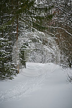 Snowy trail in winter woods