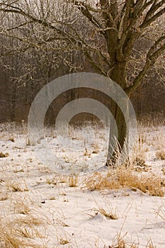 Snowy Tree