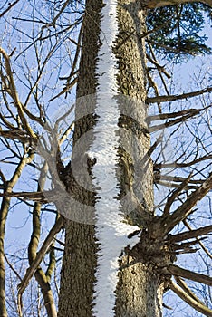 Snowy tree