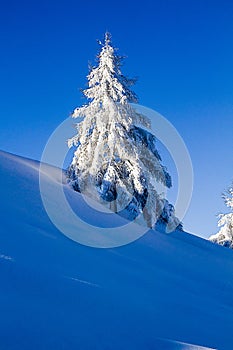 Snowy tree