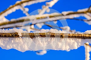 Snowy tree branches against a blue sky