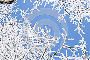 Snowy tree branches against blue sky