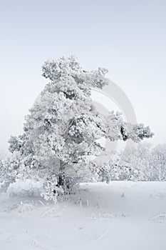 Snowy tree in countryside