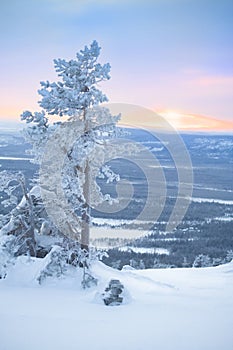 Snowy tree at dawn / winter morning