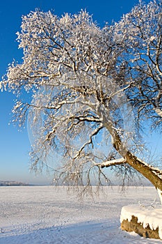 Snowy Tree on Frozen Lake I