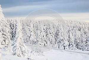 Snowy tree landscape