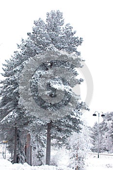 snowy tree in Levi in Finnish Lapland
