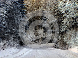 a snowy tree lined country road with trees around it in the winter