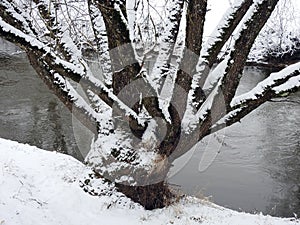 Snowy tree with many trunk in winter, Lithuania