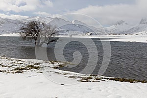 Snowy Tree Reservoir photo