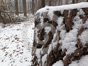Snowy Tree Stump in the Woods