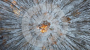 Snowy Tree Surrounded By Saplings