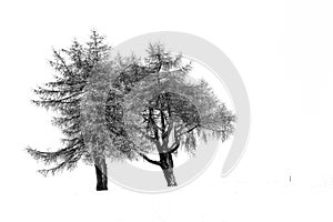 Snowy tree and winter landscape in Dolomite Mountains