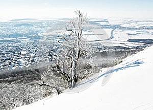 Zasnežený strom a zimná krajina, Nitra, Slovensko