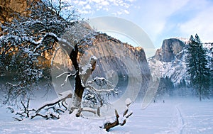 Snowy tree in Yosemite photo