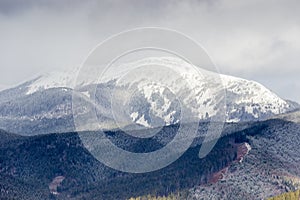 Snowy treeless mount and forested slopes in the Carpathian Mountains photo