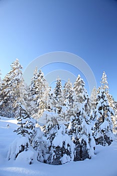 Schneebedeckt Bäume 