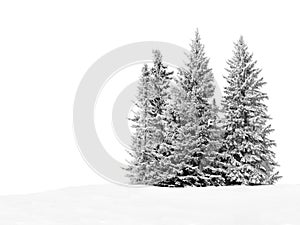 Snowy trees