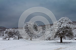 Snowy trees