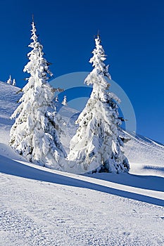 Snowy trees