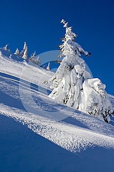 Snowy trees