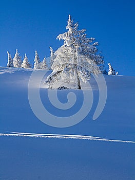 snowy trees