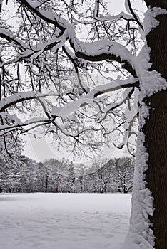 Snowy trees