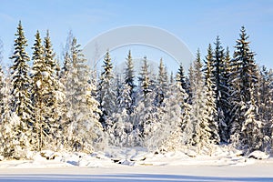 Snowy trees on the bank of Vuoksi river in winter, Imatra, South Karelia, Finland