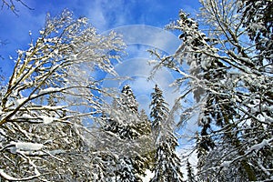 Snowy treetops of mixed forest by blue sky winter season photo