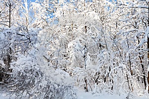 snowy trees and bushes in forest park in winter