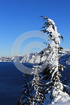 Snowy Trees at Crater Lake