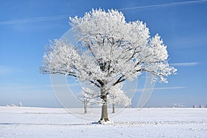 Snowy trees on a field. Cold ,sunny winter day