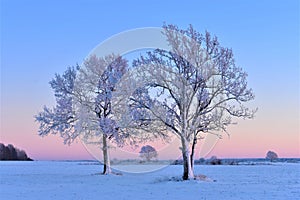 Nevoso alberi sul nord Europa 