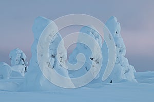 Snowy trees in Finnish Lapland